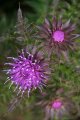 000-IMG_4730.JPG.small.jpeg